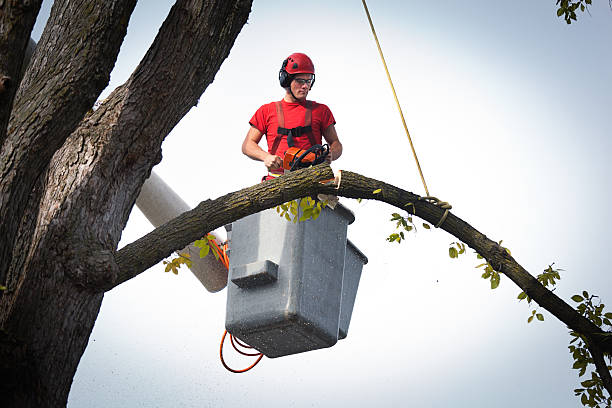 Emergency Storm Tree Removal in Largo, FL